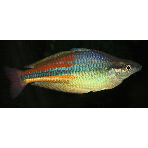 8 juvenile Melanotaenia affinis Pagwi, the most red "American line"