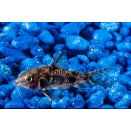 6 Paleatus Cories
