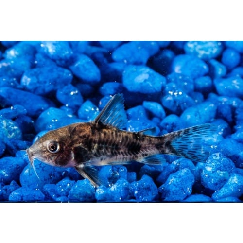 6 Paleatus Cories