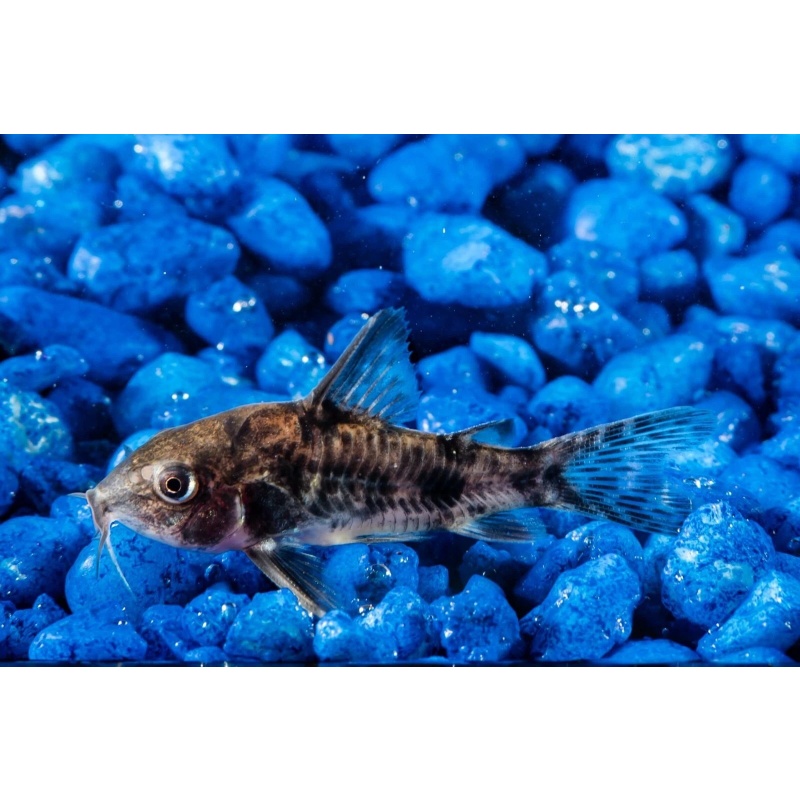 6 Paleatus Cories