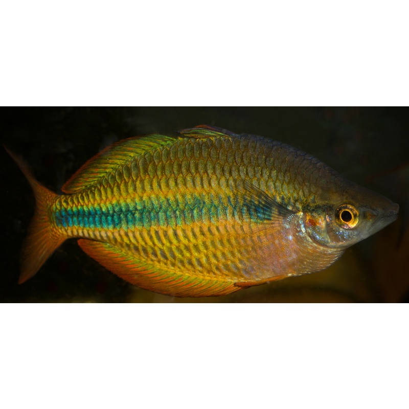 8 large juvenile Melanotaenia trifasciata from Pappen Creek