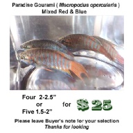 Four  2-2.5"  Paradise Gourami