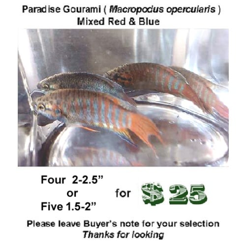 Four  2-2.5"  Paradise Gourami
