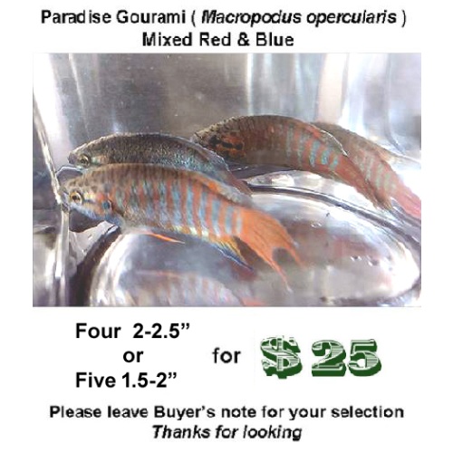 Four  2-2.5"  Paradise Gourami