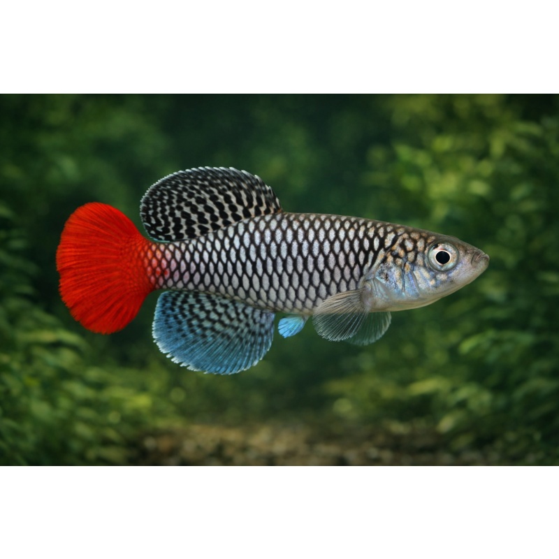 Nothobranchius Patrizii Msumalini Creek K 96-23 (30 +5 Bonus Eggs)