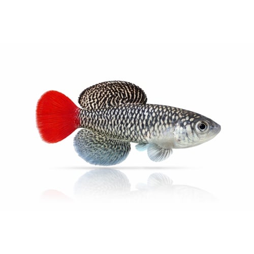 Nothobranchius Patrizii Msumalini Creek K 96-23 (50 +5 Bonus Eggs)
