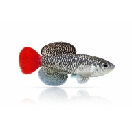 Nothobranchius Patrizii Msumalini Creek K 96-23 (30 +5 Bonus Eggs)