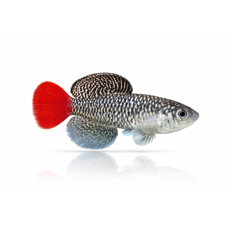 Nothobranchius Patrizii Msumalini Creek K 96-23 (30 +5 Bonus Eggs)