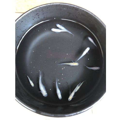 (8) Pearl Galaxy (White Japanese Ricefish)