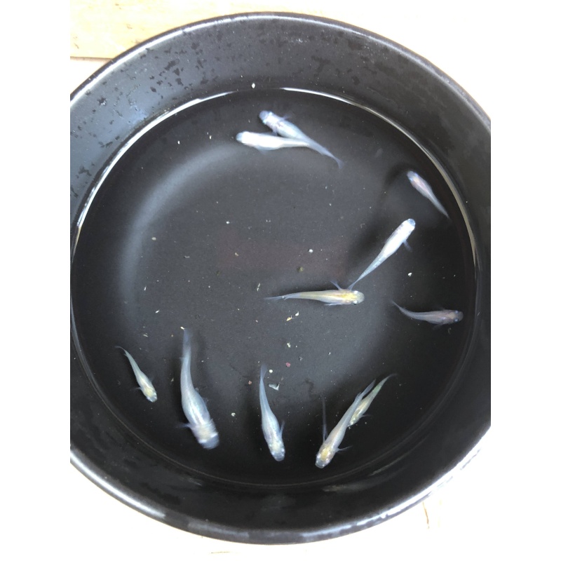 (8) Pearl Galaxy (White Japanese Ricefish)
