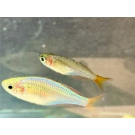 Dwarf Neon Rainbowfish (Melanotaenia praecox) – Group of 6 Juveniles – Approximately 1"