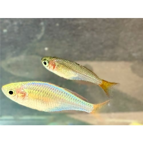 Dwarf Neon Rainbowfish (Melanotaenia praecox) – Group of 6 Juveniles – Approximately 1"