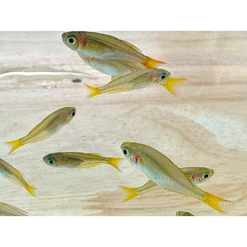 Dwarf Neon Rainbowfish (Melanotaenia praecox) – Group of 6 Juveniles – Approximately 1"