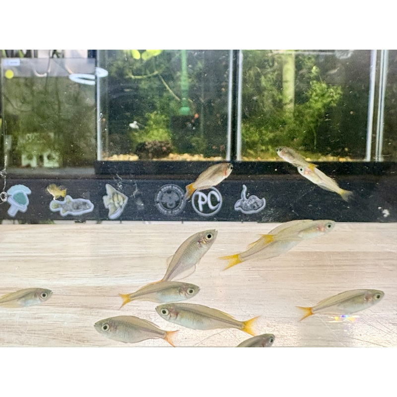 Dwarf Neon Rainbowfish (Melanotaenia praecox) – Group of 6 Juveniles – Approximately 1"