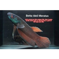 protect from extinction wild betta ideii pair