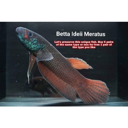 protect from extinction wild betta ideii pair