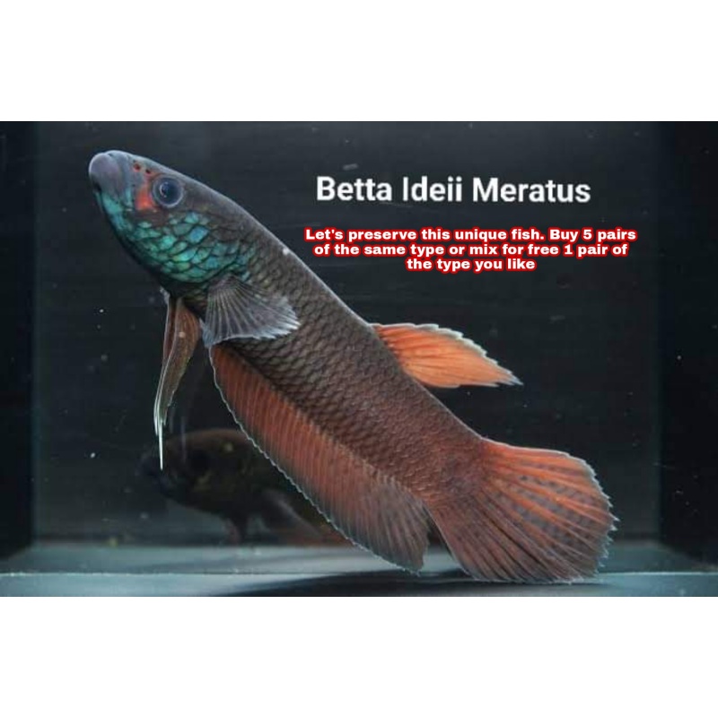 protect from extinction wild betta ideii pair