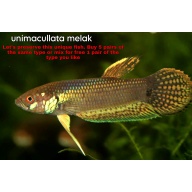 protect from extinction wild betta umimacullata melak pair