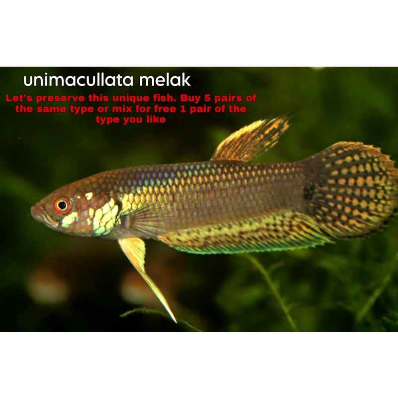 protect from extinction wild betta umimacullata melak pair
