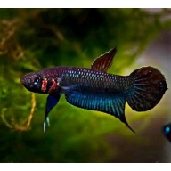 protect from extinction wild betta foershi pair