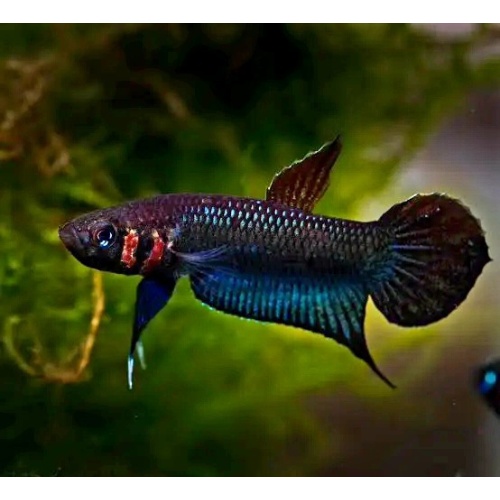 protect from extinction wild betta foershi pair