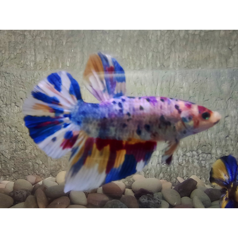 PAIR GIANT BETTA CANDY PURPLE SPECIAL