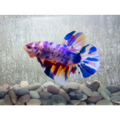 PAIR GIANT BETTA CANDY PURPLE SPECIAL