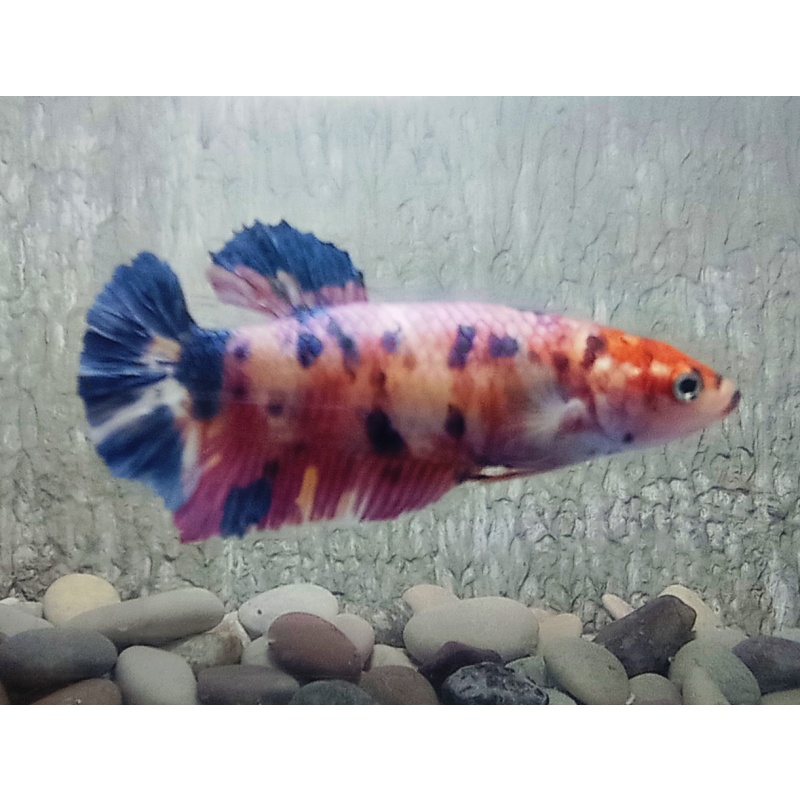 PAIR GIANT BETTA CANDY PURPLE SPECIAL