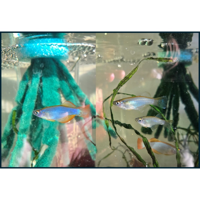 Procatopus sp. Njanje - breeding group