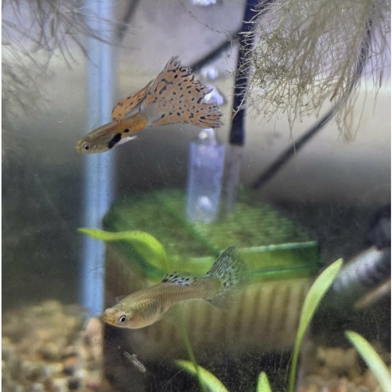 Pink Grass Guppies--Breeder Trio
