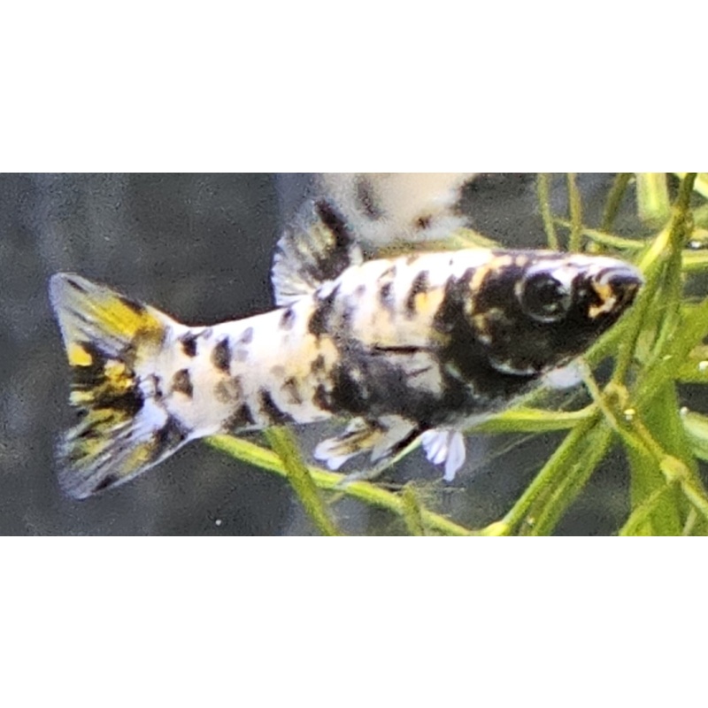 Poecilia mexicana La Lluvia MX Melanistic form 7 juvs