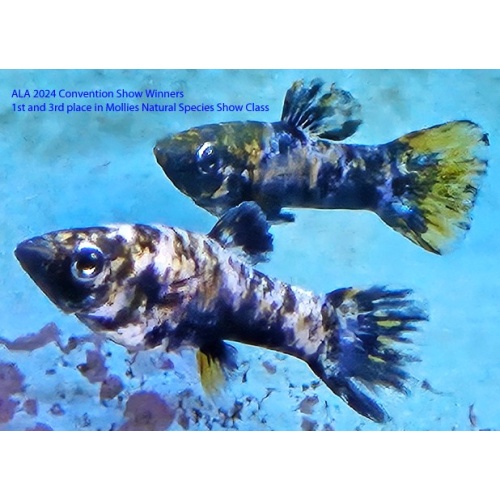 Poecilia mexicana La Lluvia MX Melanistic form 7 juvs