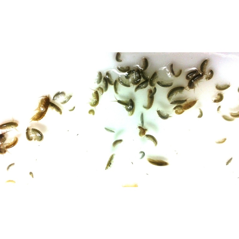 LIVE SALTWATER AMPHIPODS JUVENILES AND BREEDING ADULTS
