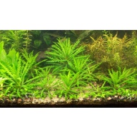 10x Pogostemon helferi - FREE SHIPPING
