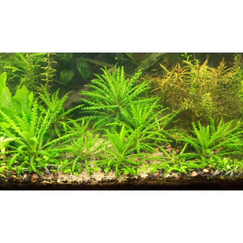 10x Pogostemon helferi - FREE SHIPPING