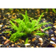1x Pogostemon helferi
