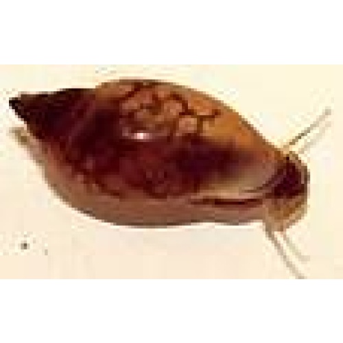 100+ Pond snails AKA Bladder snails - FREE SHIPPING
