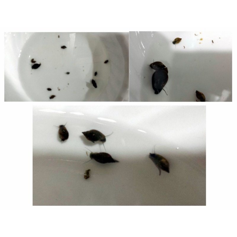 100+ Pond snails AKA Bladder snails - FREE SHIPPING