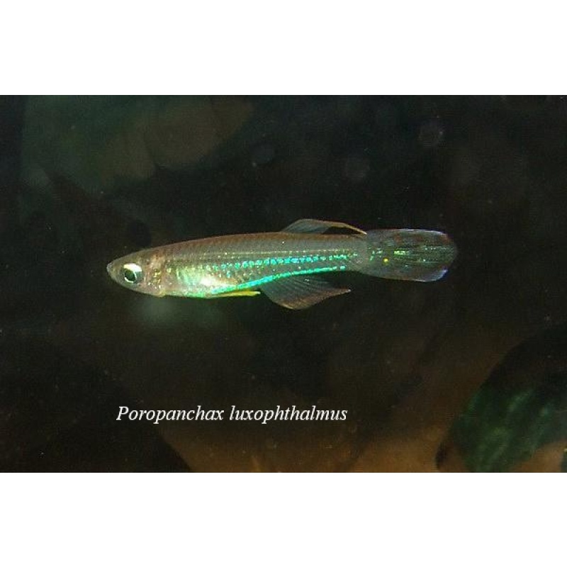 Poropanchax luxophthalmus luxopfthalmus Afanji BCP 18-13