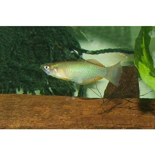 Procatopus nototaenia edea