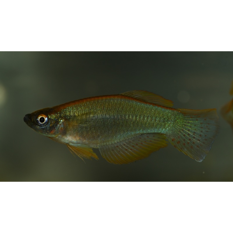 Procatopus sp. Penja 20+ eggs