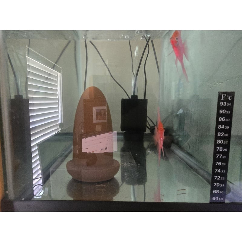 Proven Breeding Red Angelfish Pair