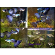 Pair Purple Moscow guppies - USA stock