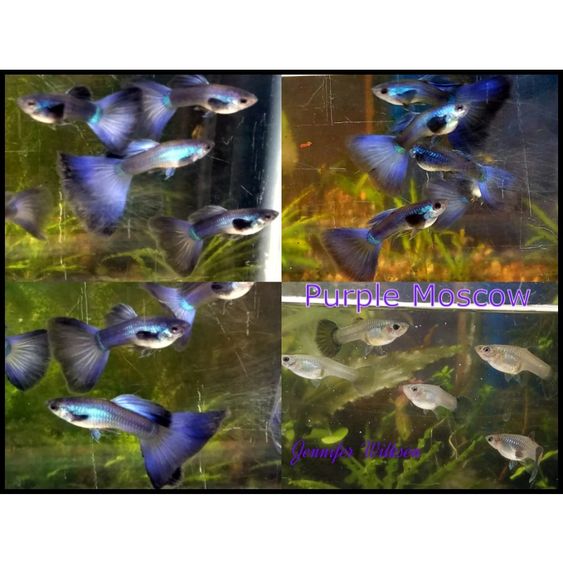 Pair Purple Moscow guppies - USA stock