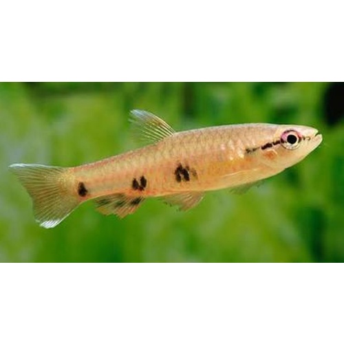 4 four spot copeina splash tetras