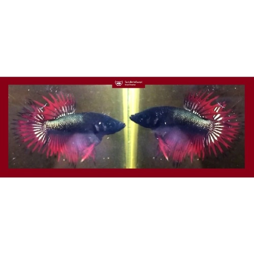 RED BLACK COPPER CROWNTAIL!! #1 (Shipping Cost Included in Price)