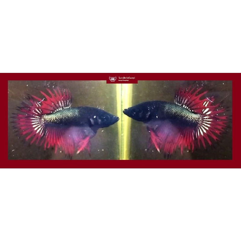 RED BLACK COPPER CROWNTAIL!! #1 (Shipping Cost Included in Price)