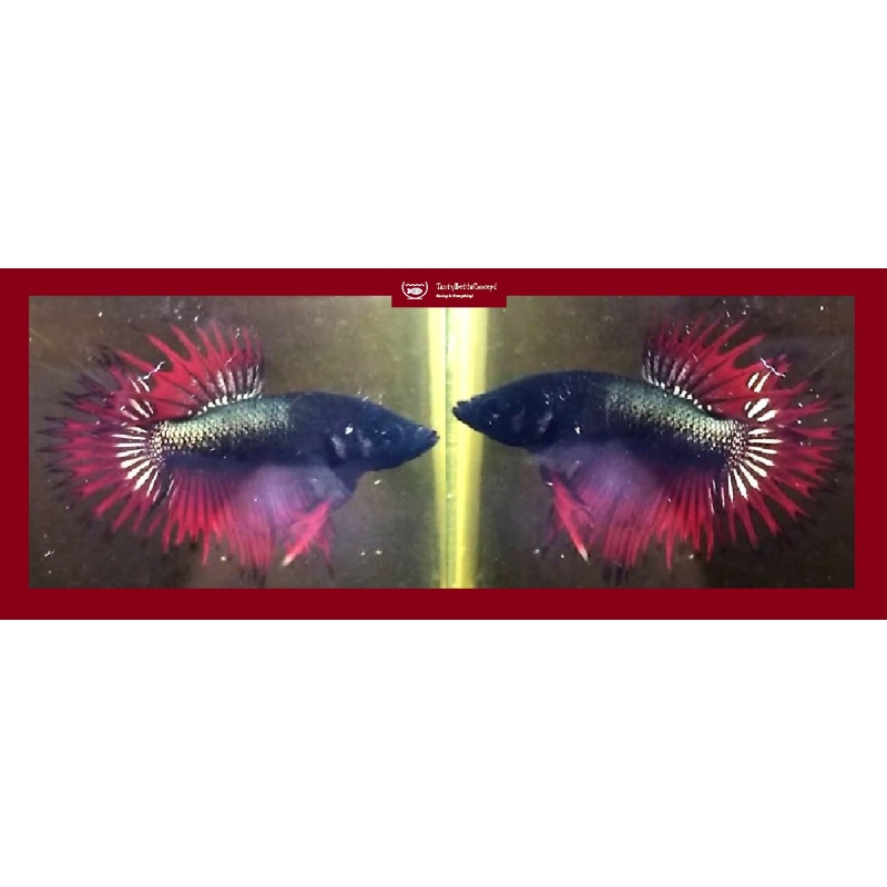 RED BLACK COPPER CROWNTAIL!! #1 (Shipping Cost Included in Price)