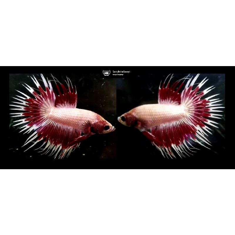 RED COPPER FANCY CROWNTAIL!! #1 (Shipping Cost Included in Price)