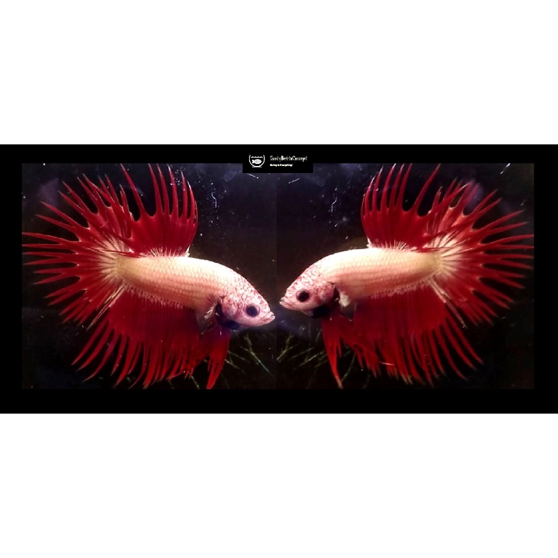 RED COPPER FANCY CROWNTAIL!! #2 (Shipping Cost Included in Price)